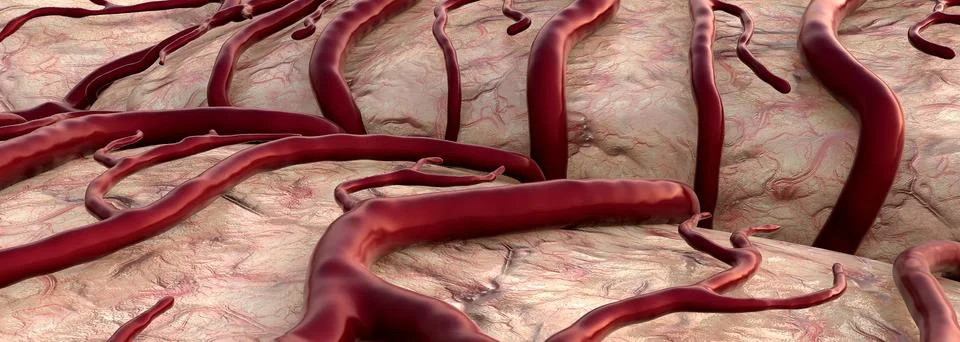 Capillaries Illustration