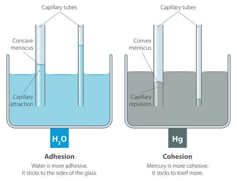 Capillary action Stock Illustration