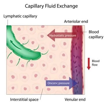 Capillary Fluid Exchange Stock Illustration