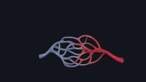 The capillary networks are the ultimate Biology Diagrams