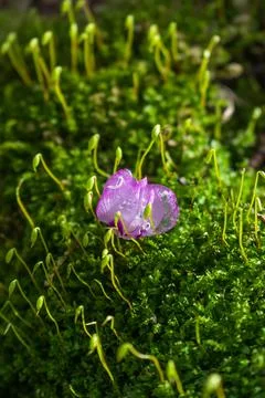 Capillary Thread-Moss and a Cyclamen flower - Macro Stock Photos