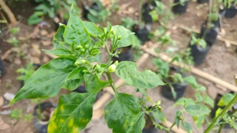 CAPITAL CHILLIES PLANTATIONS WITH POLYBAG METHODS Video stock 158479286