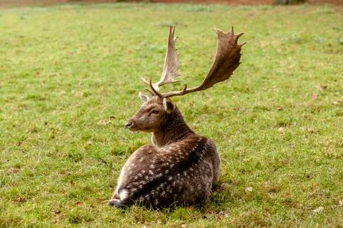 Capital fallow deer Stock Photos