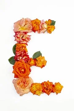 Capital letter E made with red orange roses Stock Photos