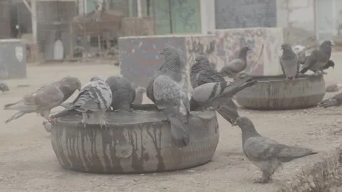 The Capital of Sudan Vidéo 247517845