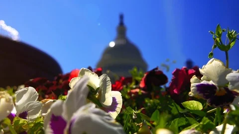 The Capitol Building, is the home of the U S Congress Stock Footage 82659594
