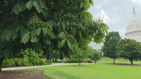 Capitol dome above tree-lined lawn under mixed sky Stock Footage 320769009