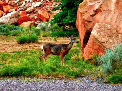 Capitol Reef Stock Photos