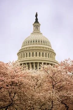 The Capitol in Spring Foto stock