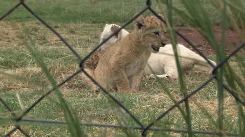 Capitve Bred Lion Cubs 库存影片 22852897