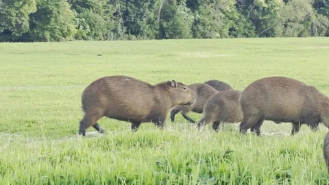 Capivaras Park Barigui Vídeo Stock 327101769
