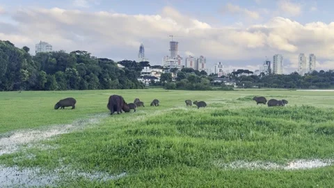 Capivaras Park Barigui Vídeo Stock 328176029