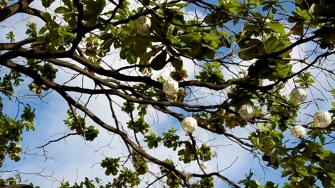 Capiz shells lanterns hanging on a tree with lush green leaves Stock Footage 281337265