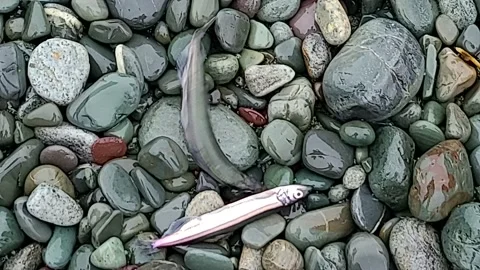 CAPLIN ON THE SHORE Video stock 136063259