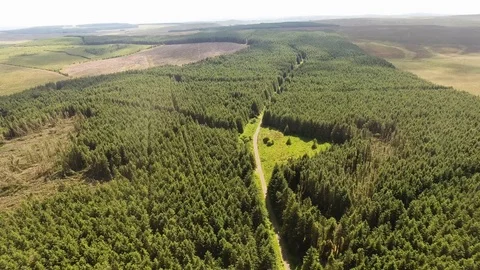 Capnagh Moss Bog Forest woods in Ireland Stock Footage 102189089