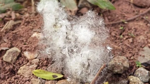 Capoc falling on the ground Stock Footage 305722610