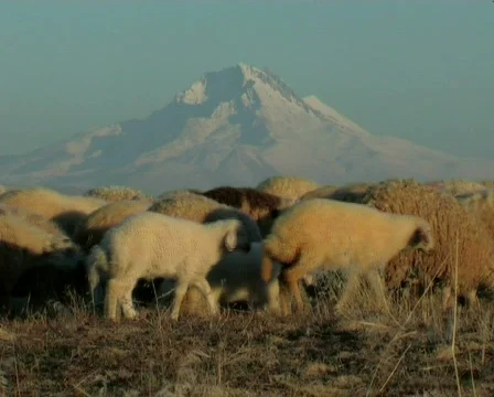 Cappadocia 스톡 동영상 671819