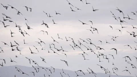 CAPPADOCIA Stock Footage 107694790
