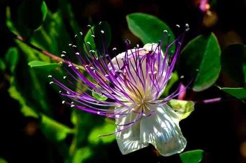 Capparis flower Stock Photos