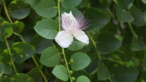 Capparis Video stock 278783904