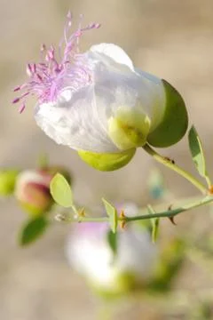 Capparis spinosa (capers) Stock Photos