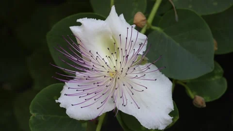 Capparis spinosa Stock Footage 279382830