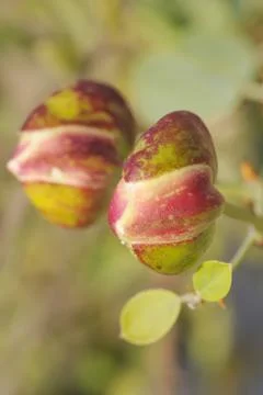 Capparis spinosa Stock Photos