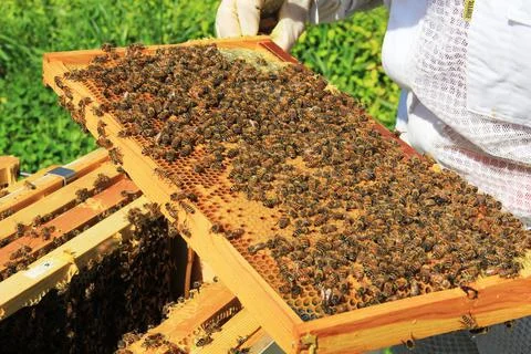 Capped and Uncapped Brood Comb Stock Photos