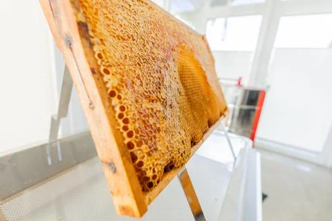 Capped Beehive Frame of a Beehive Standing on a Uncapping Tray Stand Foto stock