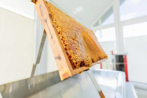 Capped Beehive Frame of a Beehive Standing on a Uncapping Tray Stand Bottom.. Stock Photos