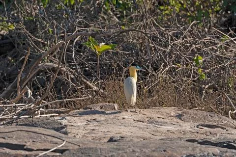 Capped Heron on an Amazon Rainforest River Bank Photos