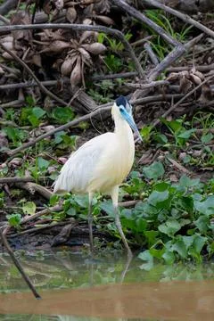 Capped heron Stock Photos