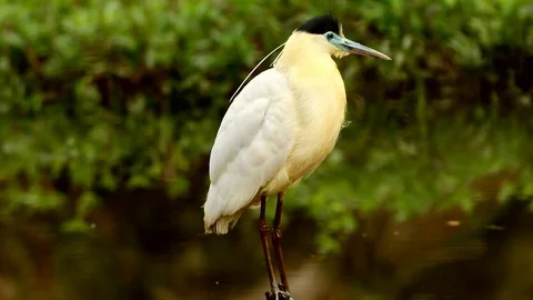 Capped Heron (Pilherodius pileatus) Video stock 102663775