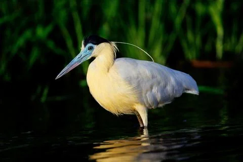 Capped heron wading through the Amazon river Stock Photos