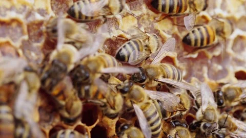 Capped honey combs. Fresh honey in a honeycomb close up. Organic beekeeping Stock Footage 176289028
