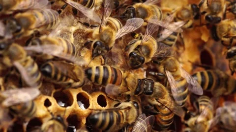 Capped Honey Honeycomb. Bee hive inside ... | Stock Video | Pond5