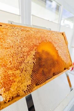 Capped Honeycombs of a Hive Frame Presented on a Uncapping Stand Stock Photos