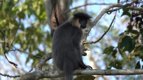 Capped Langur close up sitting on branch 01 Stockbeeldmateriaal 105569030