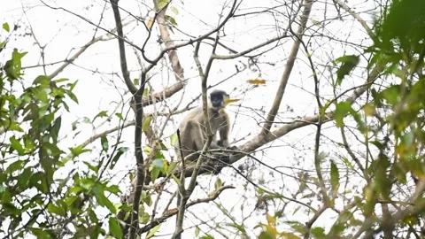 Capped langur looking around from the top of a tree in Kaziranga national park Stock Footage 308530960