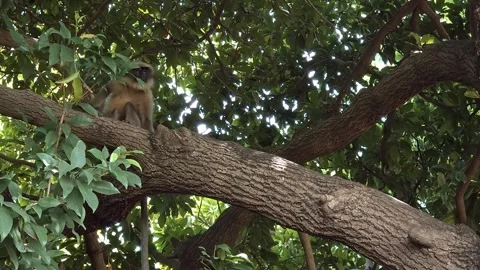 Capped Langur Sitting on a Thick Tree Branch and Scratching Its Back Amidst Lush Vídeo Stock 338286182