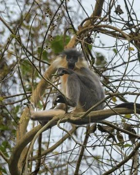 Capped Langur sitting on tree branches in forest habitat, Manas, Assam, India Fotos de archivo