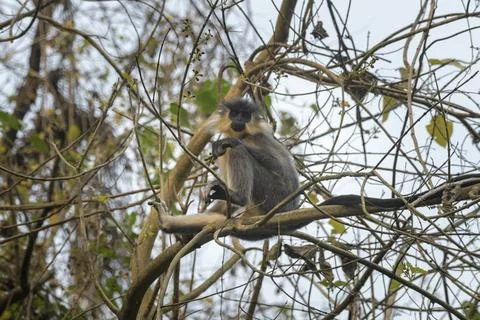Capped Langur sitting on tree branches in forest habitat, Manas, Assam, India Stock Photos