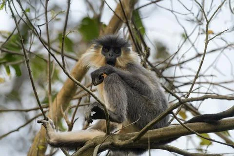 Capped Langur sitting on tree branches in forest habitat, Manas, Assam, India Stock Photos