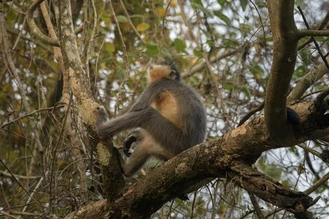 Capped Langur sitting on tree branches in forest habitat, Manas, Assam, India Stock Photos