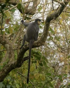 Capped Langur sitting on tree branches in forest habitat, Manas, Assam, India Stock Photos