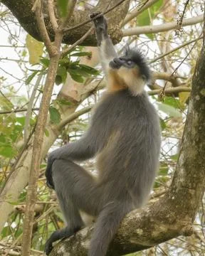 Capped Langur sitting on tree branches in forest habitat, Manas, Assam, India Stock Photos