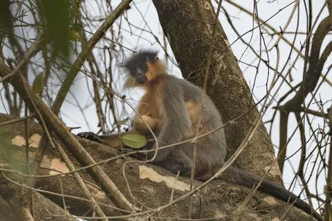 Capped Langur sitting on tree branches in forest habitat, Manas, Assam, India Stock-Fotos