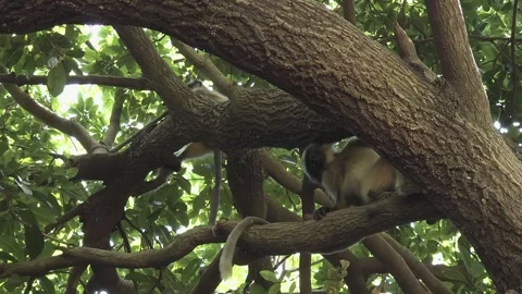 Capped Langur Suddenly Leaping from a Thick Tree Branch amidst lush green leaves Stock Footage 338283412