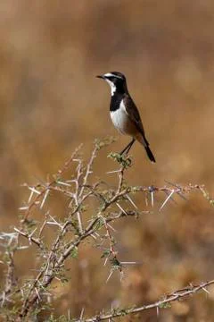 Capped Wheatear - Okavango Delta - Botswana Stock Photos