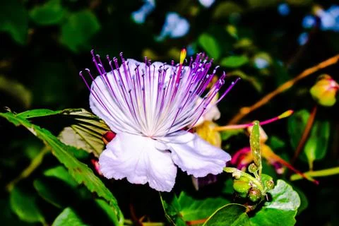 CAPPERO'S FLOWER Photos